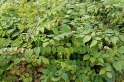 赤峰桓仁劉家苗圃電話地址是多少