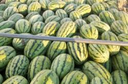 赤峰收西瓜老板電話是多少號