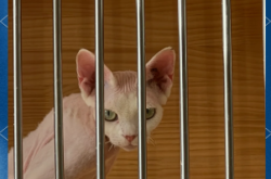 赤峰托運寵物電話多少號碼