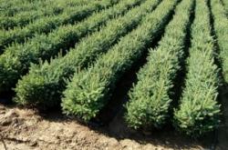 赤峰云衫樹(shù)苗基地電話號(hào)碼