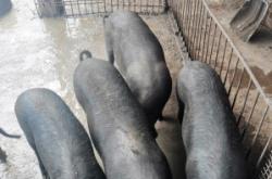 赤峰收農(nóng)家豬電話號多少號