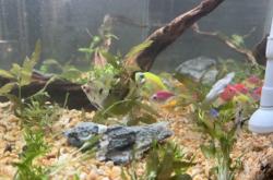 赤峰轉(zhuǎn)轉(zhuǎn)二手魚缸電話號(hào)碼