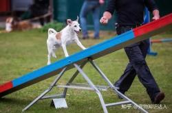 赤峰養(yǎng)狗達(dá)人基地電話號(hào)碼