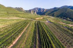 赤峰野山葡萄種植基地電話號(hào)碼