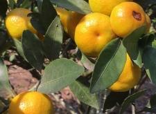 赤峰采摘橘子園電話多少號