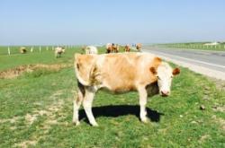 赤峰活牛運輸公司電話地址查詢