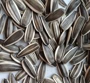 赤峰葵花種植基地電話號(hào)碼