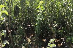 赤峰大型果樹苗基地電話號碼