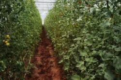 赤峰小番茄采摘基地電話號(hào)碼