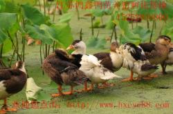 赤峰鴨苗養(yǎng)殖場電話地址查詢