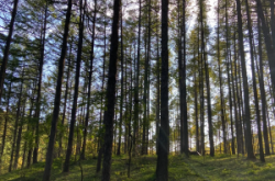 赤峰自家狗狗養(yǎng)殖基地電話號碼