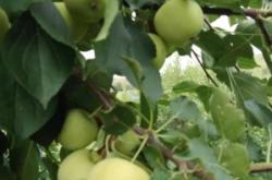 赤峰地區(qū)沙果種植基地電話號(hào)碼