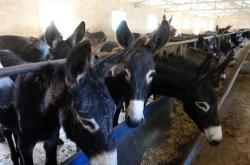 赤峰養(yǎng)驢代購(gòu)店地址電話號(hào)碼