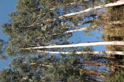 赤峰冬青幼苗商家電話號(hào)碼