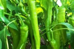 赤峰種子經(jīng)銷商地址電話號(hào)碼