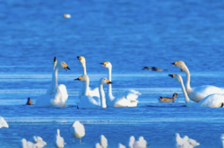 赤峰清泰旅店電話號碼多少