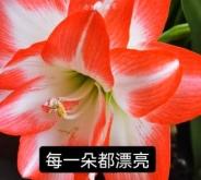 赤峰賣朱頂紅花的地方電話號碼