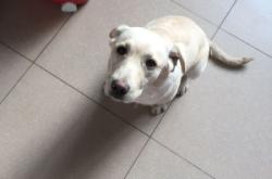 赤峰狗買賣市場地址電話號(hào)碼