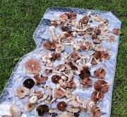 赤峰撿野鴨蛋電話號(hào)碼查詢