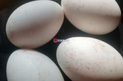 赤峰市出售鵝蛋店電話號(hào)碼