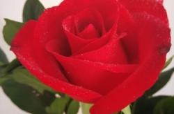 赤峰藝景鮮花店電話號(hào)碼