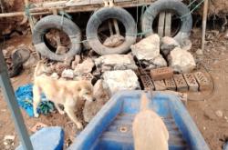 赤峰賣小土狗的地方電話號碼