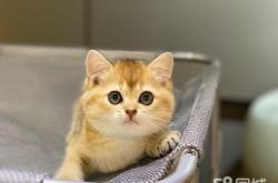 赤峰出售貓咪市場(chǎng)地址電話號(hào)碼