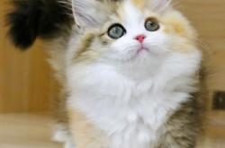 赤峰矮腳貓咪訓(xùn)練基地電話號碼