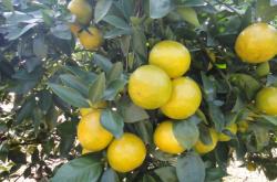 赤峰山杏核收購電話號碼是多少