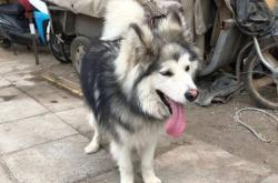 赤峰寵物救助領(lǐng)養(yǎng)電話號碼是多少