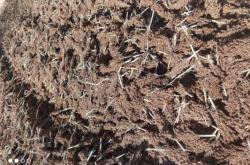 赤峰高粱收購商家電話號(hào)碼