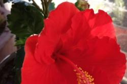 赤峰錦山草莓基地電話號碼