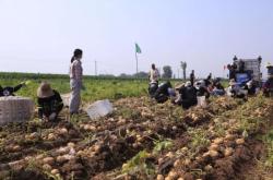 赤峰市土豆流轉(zhuǎn)公司電話(huà)號(hào)碼