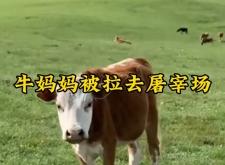 赤峰母牛屠宰場電話多少號