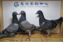 赤峰雨點(diǎn)公司地址電話(huà)查詢(xún)號(hào)碼