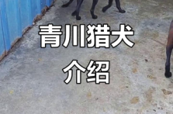 赤峰出售土狗電話地址是多少號