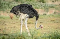 赤峰東郊動(dòng)物園地址電話號(hào)碼