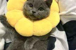 赤峰平莊藍(lán)貓出售電話號(hào)碼