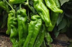 赤峰辣椒種子公司電話號(hào)碼