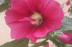 赤峰寧城縣征兵辦電話(huà)號(hào)碼