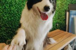 赤峰賣(mài)狗地方情侶店電話號(hào)碼