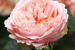 赤峰月季花苗出售電話號碼