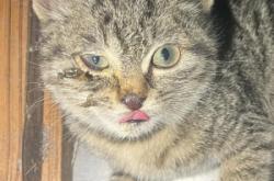 赤峰貓咪售賣店電話多少號(hào)