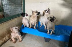 赤峰異形動(dòng)物救助站電話號(hào)碼