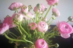 赤峰路附近花店電話號碼多少