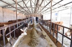 內(nèi)蒙赤峰養(yǎng)牛場電話號碼查詢