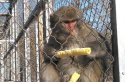 赤峰動物救助電話多少啊