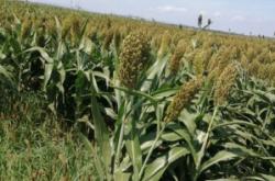 赤峰賣高粱種子電話號(hào)碼是多少