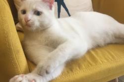 赤峰出售貓咪電話號碼多少號