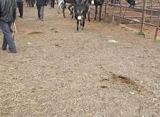 赤峰林東寵物市場電話號碼